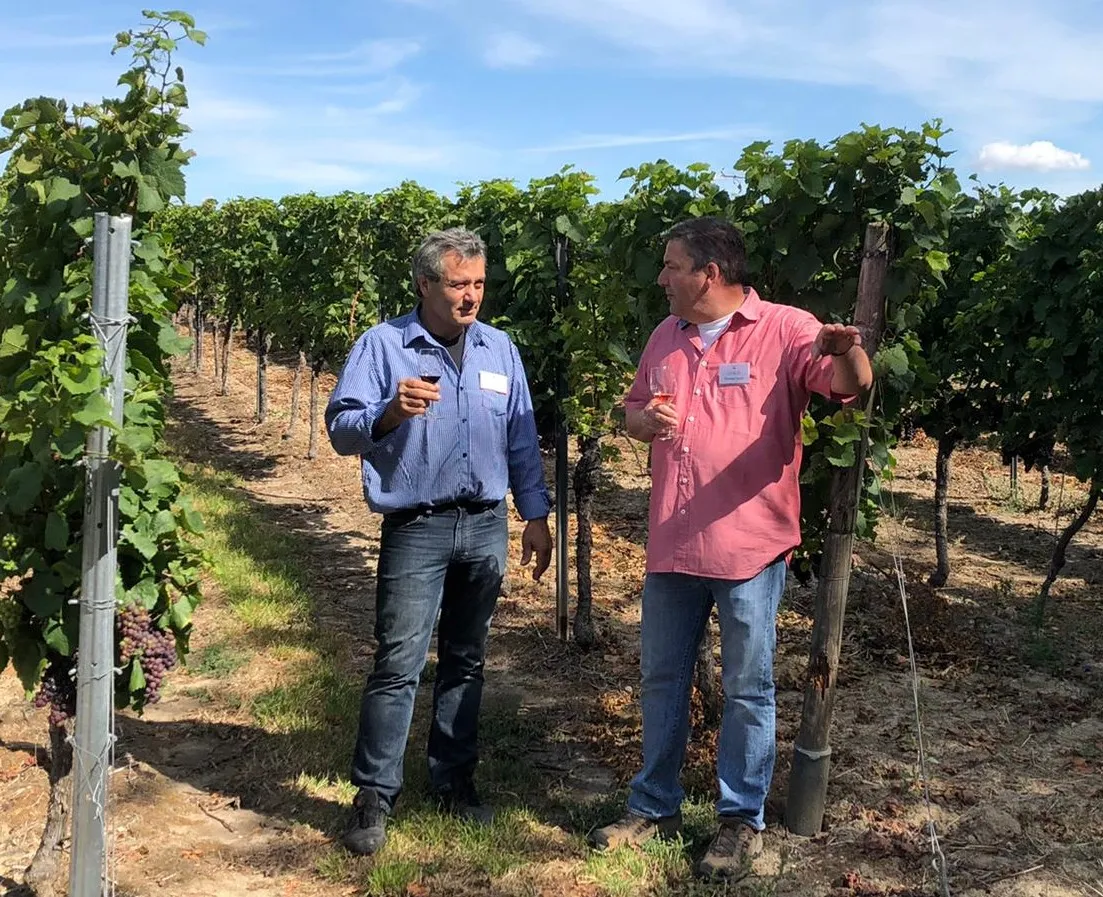Weinberge in Bodenheim, Rheinhessen