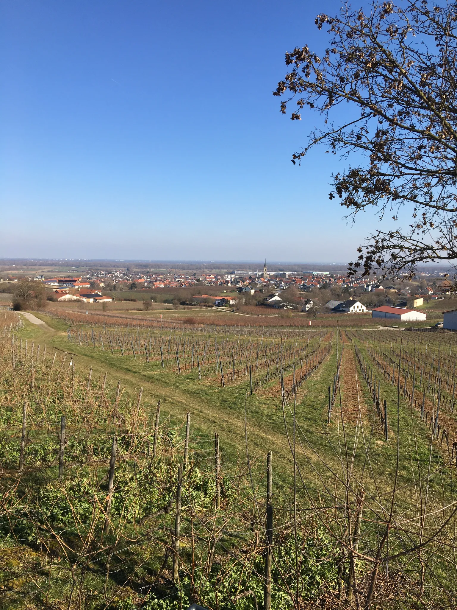 Ernte auf dem Westerheymer Hof in Bodenheim